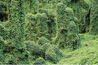 生存即时战略游戏《虫群来袭》Steam页面 年内发售